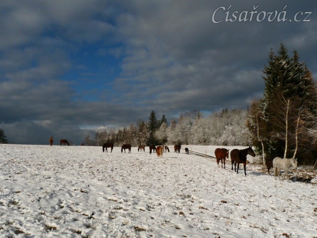 Stádo hřebců čeká na převedení do zimního výběhu 