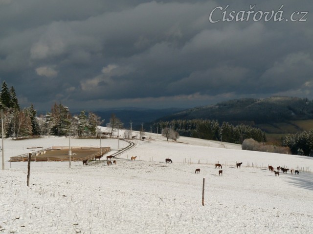 Stádo hřebců při přehánění do zimního výběhu 