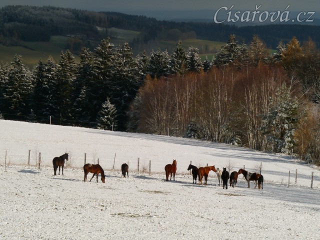 Stádo hřebců při přehánění do zimního výběhu 