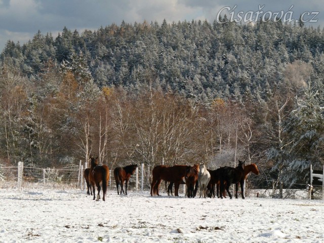 Stádo hřebců při přehánění do zimního výběhu 