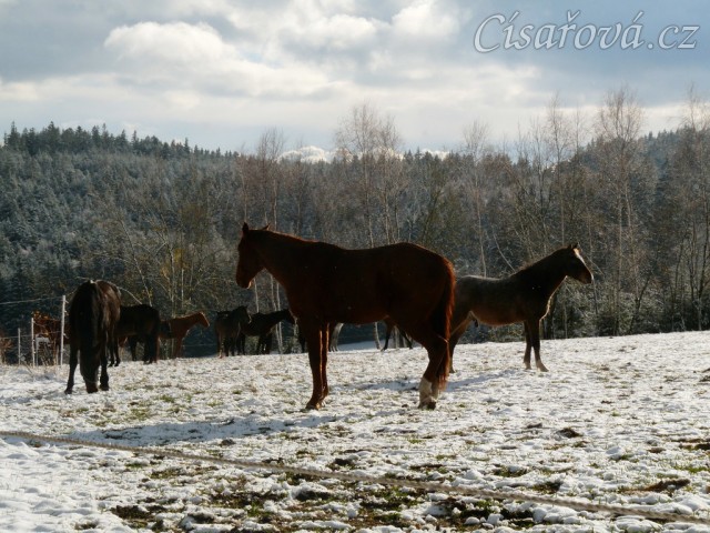 Stádo hřebců při přehánění do zimního výběhu 