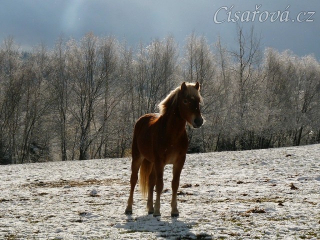 "Osvícený" hafling 