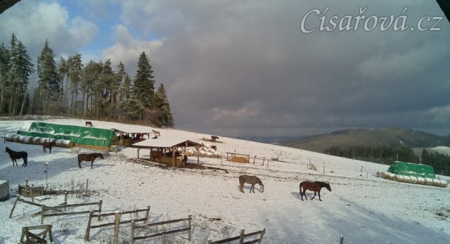 Všichni koně už jsou v zimním výběhu 