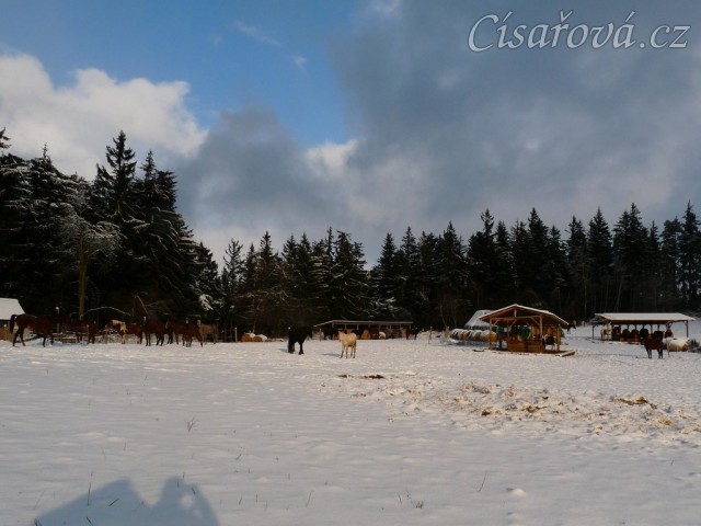 Všichni koně už jsou v zimovišti