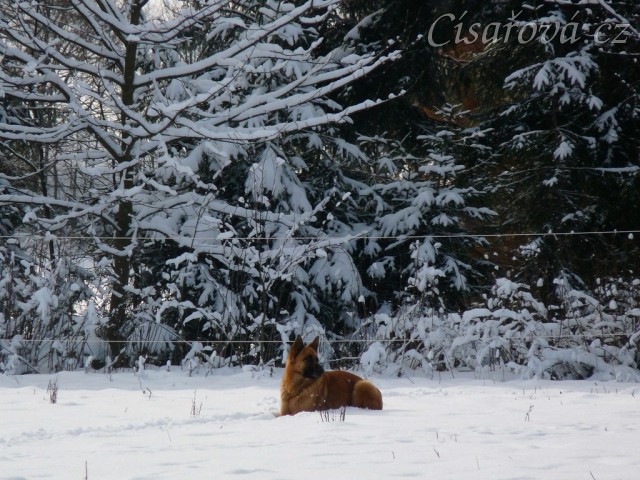 Pes polární :-)