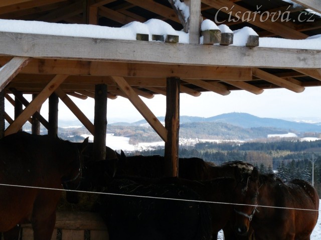 Hřebci mají krmelec s výhledem 