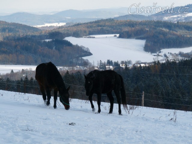 Kluci bloumají ve sněhu 