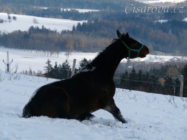 Válení ve sněhu je super:-)