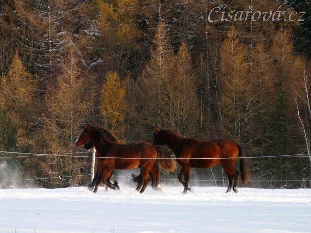 I holky ve sněhu řádily 