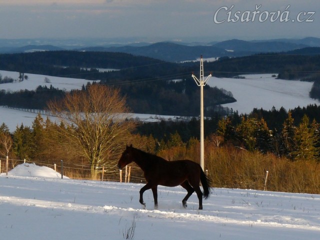 Nejstarší obyvatel stáda,  valach Cardinal,  25 let 