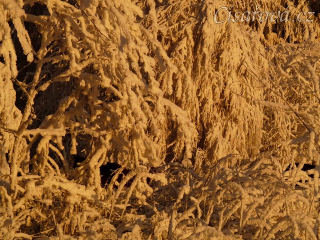 Přes omrzlé větve nejsou koně ani vidět :-)