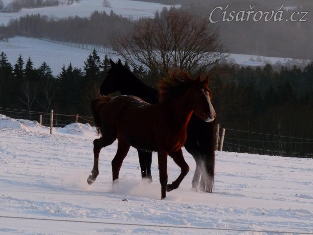 Kobylky také dovádí 
