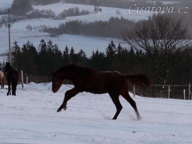 Kobylky také dovádí 