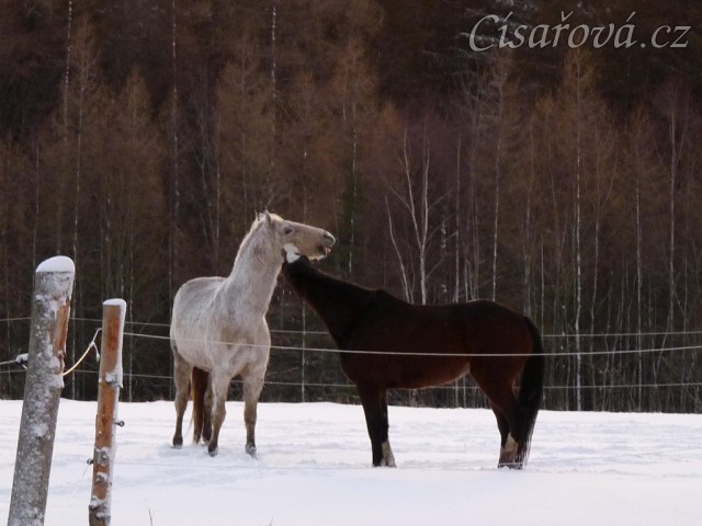 I kobyly si dokážou hrát jak hřebci/valaši :-)