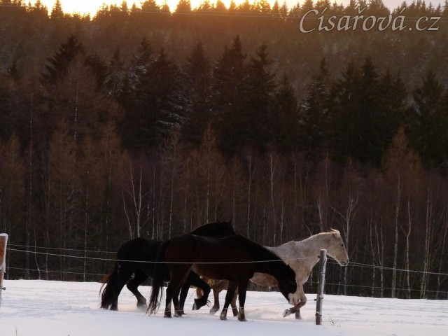Kobylky také dovádí 