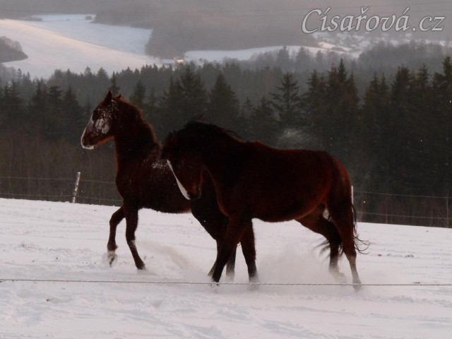 Kobylky také dovádí 