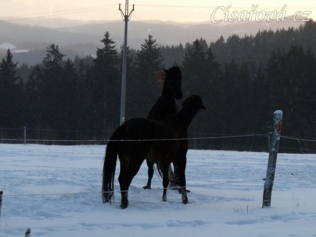 I kobyly si dokážou hrát jak hřebci/valaši :-)