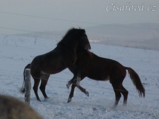 Hřebci si hrají 