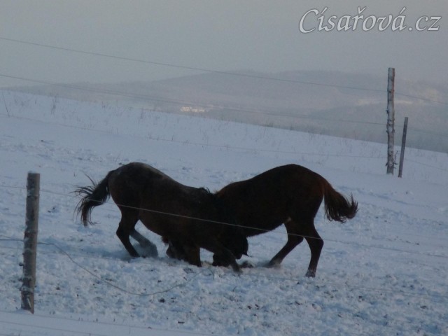 Hřebci si hrají 