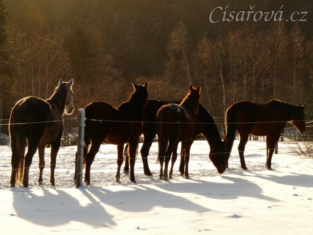 Jedno pěkné zimní ráno 