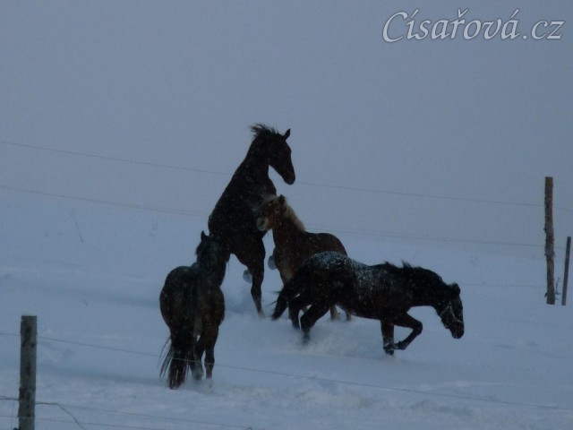Hřebci si hrají 