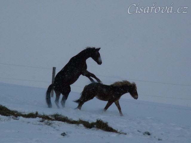 Hřebci si hrají 