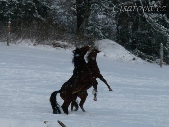 Hřebci si hrají 