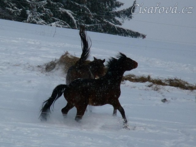 Hřebci si hrají 