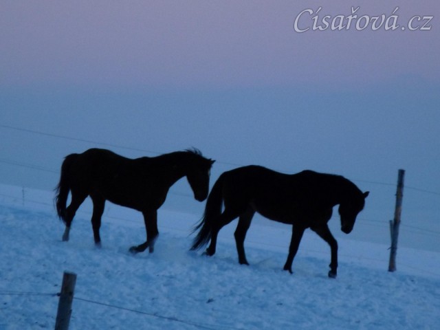 Hry hřebců před východem slunce