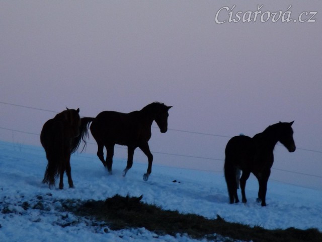 Hry hřebců před východem slunce