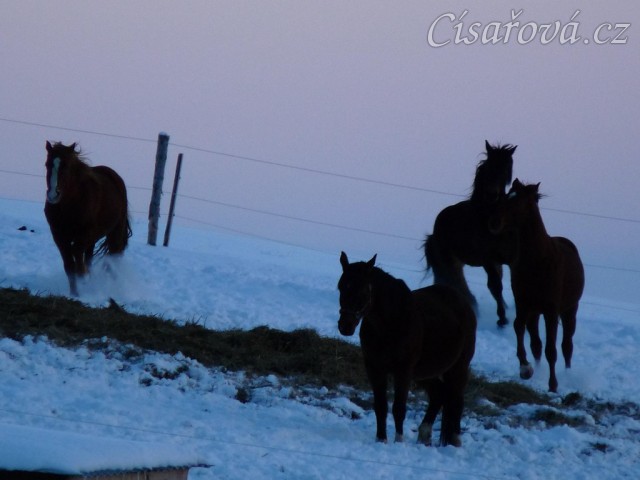 Hry hřebců před východem slunce