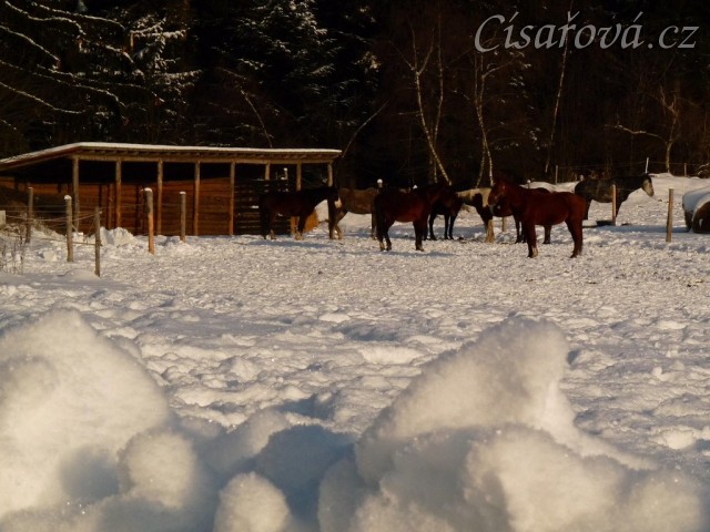 Sněhu je u nás spousta :-)