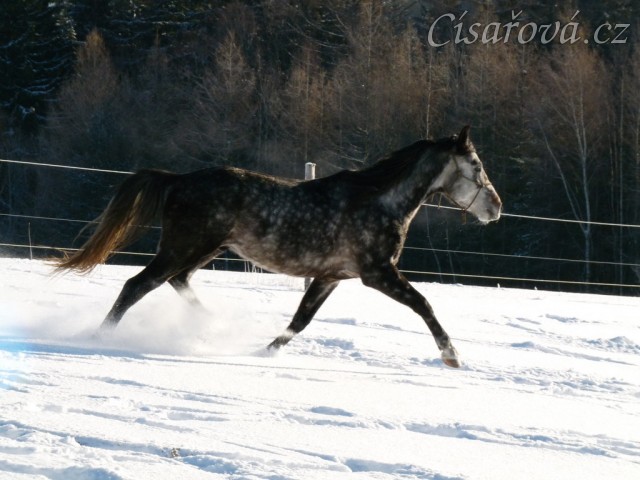 Čtyřletý nedávno vykastrovaný hřebec si užívá sněhu 