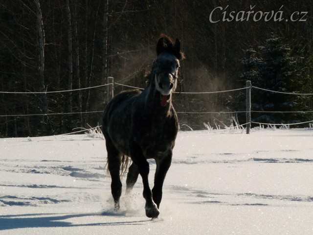 Čtyřletý nedávno vykastrovaný hřebec si užívá sněhu 