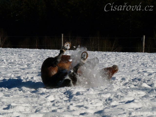 Válení ve sněhu je nejlepší:-)