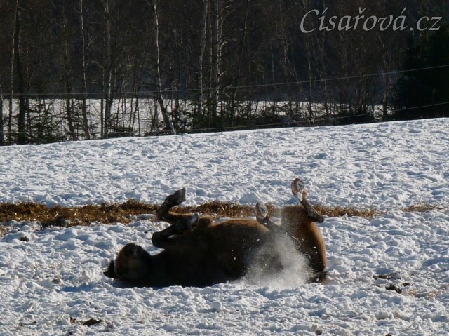 Válení ve sněhu je nejlepší:-)