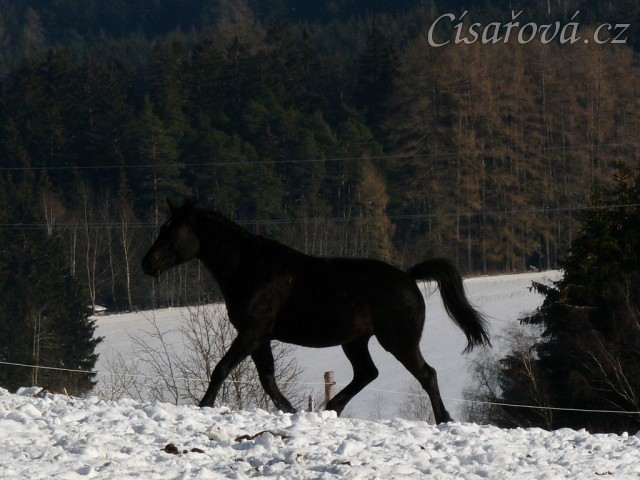 Stádo hřebců - Carthago