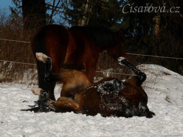 Válení ve sněhu, Will asi ztratil hlavu:-)