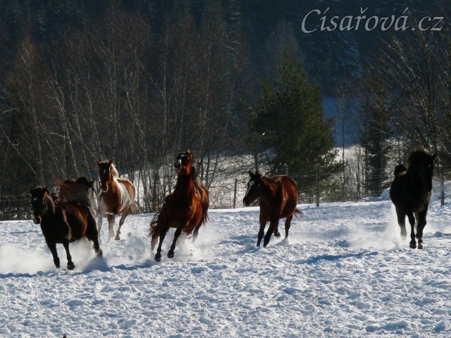 22.1.2016 - Stádo klisen řádí ve sněhu