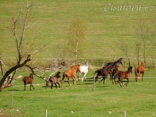 Stádo hřebců 