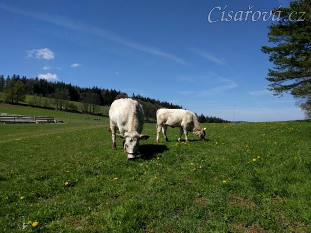 Naše dvě krávy se také pasou 