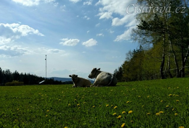 Naše dvě krávy se také pasou 