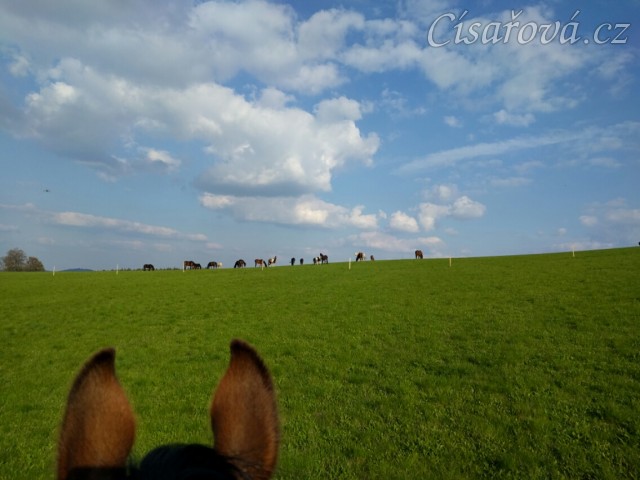 Na vyjížďce - na obzoru stádo klisen 