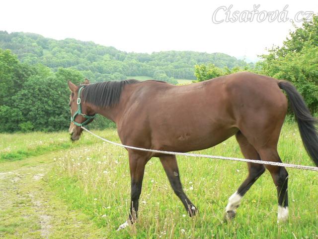 Agáta na ranní pastvě