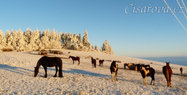 22.12.2016 - Všichni koně v jednom záběru :-)