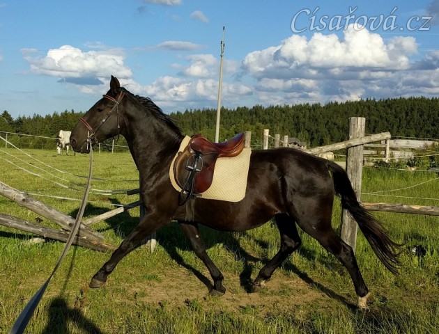 Solo Elpasa, obsedání, červen 2016