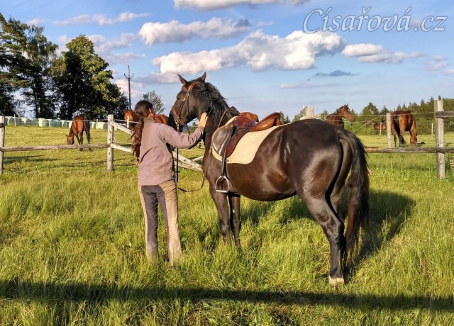 Solo Elpasa, obsedání, červen 2016