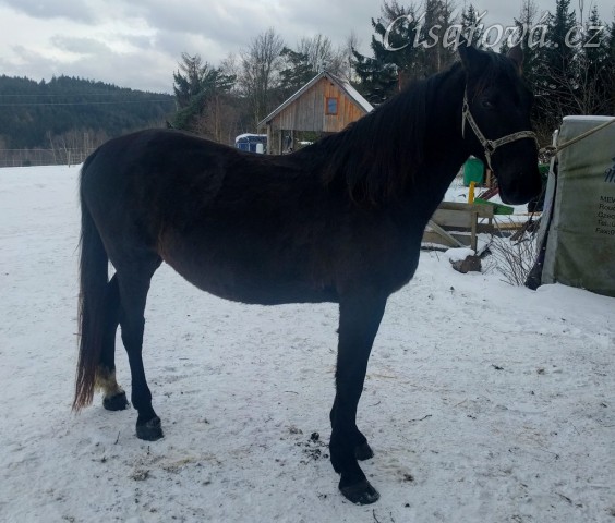 Solo Elpasa, leden 2017