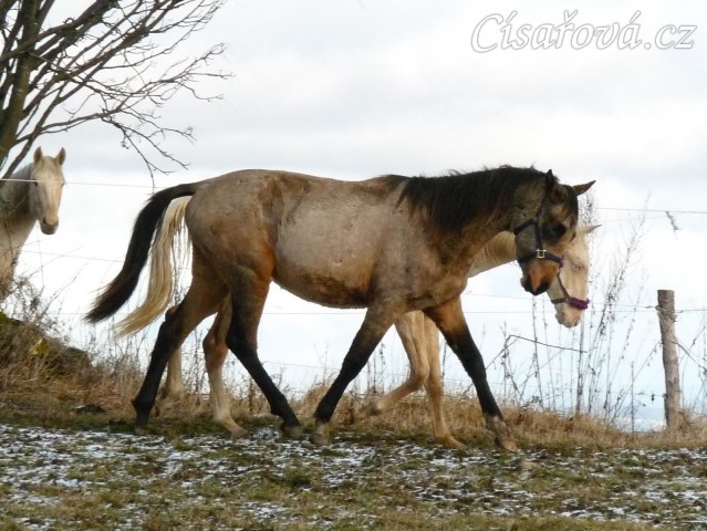 Spadag a Bagatyr, prosinec 2016