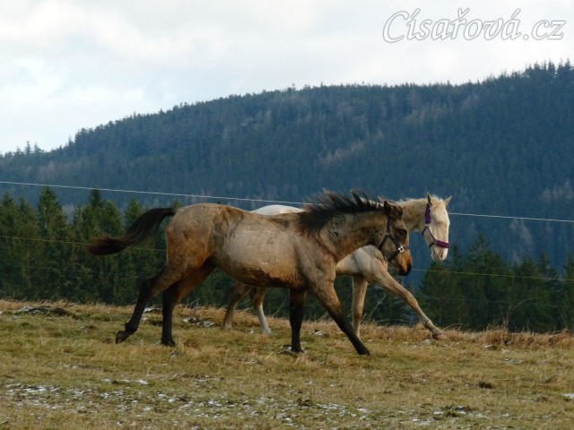 Spadag a Bagatyr, prosinec 2016